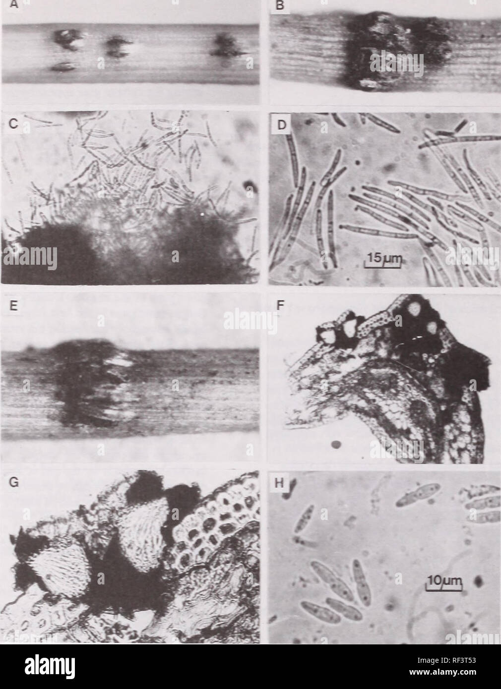. Recent research on foliage diseases : conference proceedings : Carlisle, Pennsylvania, May 29-June 2, 1989. Leaves Diseases and pests United States Congresses. Figure 1.—Dse?:cs:rJ. A. Cordddorriua of die fungus or. an Ausrim pine needle. B. Coniddorraia or. a Jeffrey pine needle. C. Aeervulus with conidia. D. Conidia. E. Ascostromata of fungus on an Austrian pine needle. F. Verrleil section of ascostromata. G. An ascostroma with wo locules rapturing the host epidermis. FL Ascospor^s. Thyr and Shaw (17), on the basis of conidial length, described rwo variedes c: die fences. D. r:v.: var. . Stock Photo
