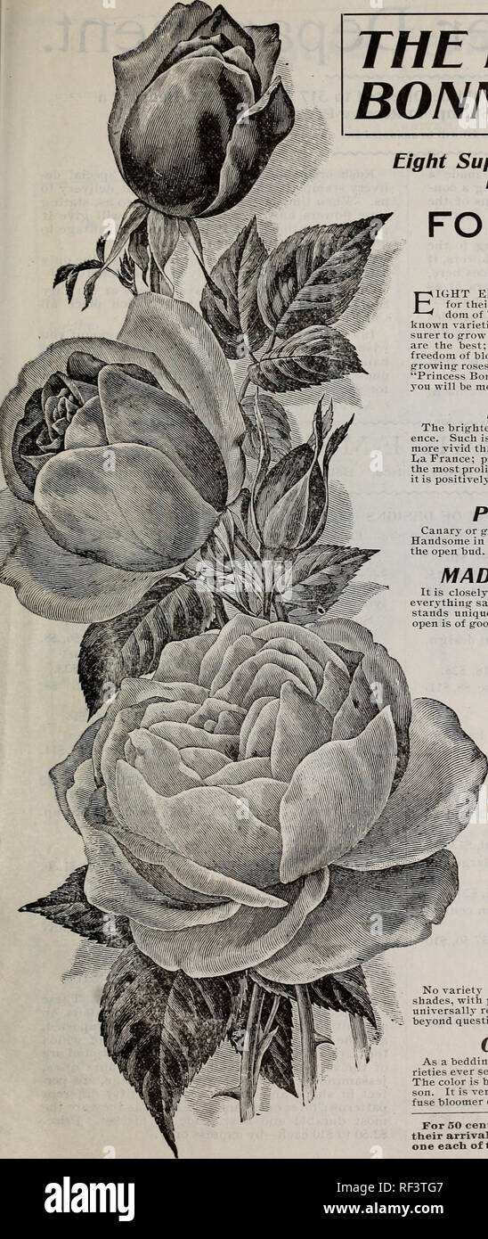 . Vestal's rose catalogue. Nursery stock, Arkansas, Little Rock