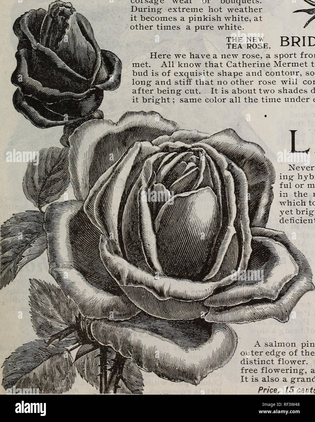 Vestal S Rose Catalogue Nursery Stock Arkansas Little Rock Catalogs Roses Catalogs Flowers Catalogs Fruit Catalogs Plants