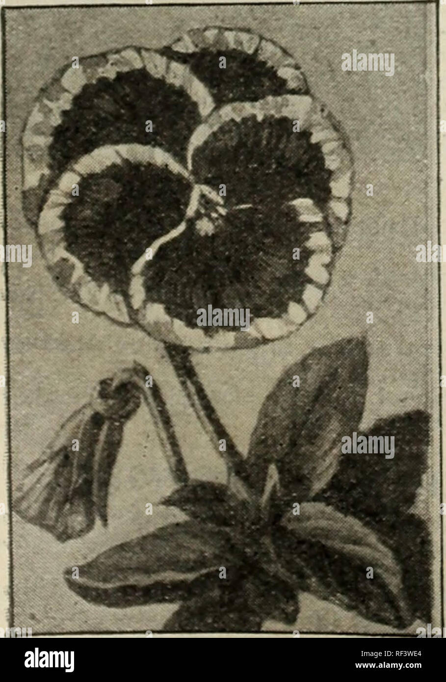 1901 Johnson Stokes Garden And Farm Manual Nurseries
