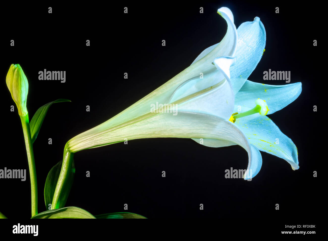 A beautiful, white Easter Lily with white petals and green leaves. Stock Photo