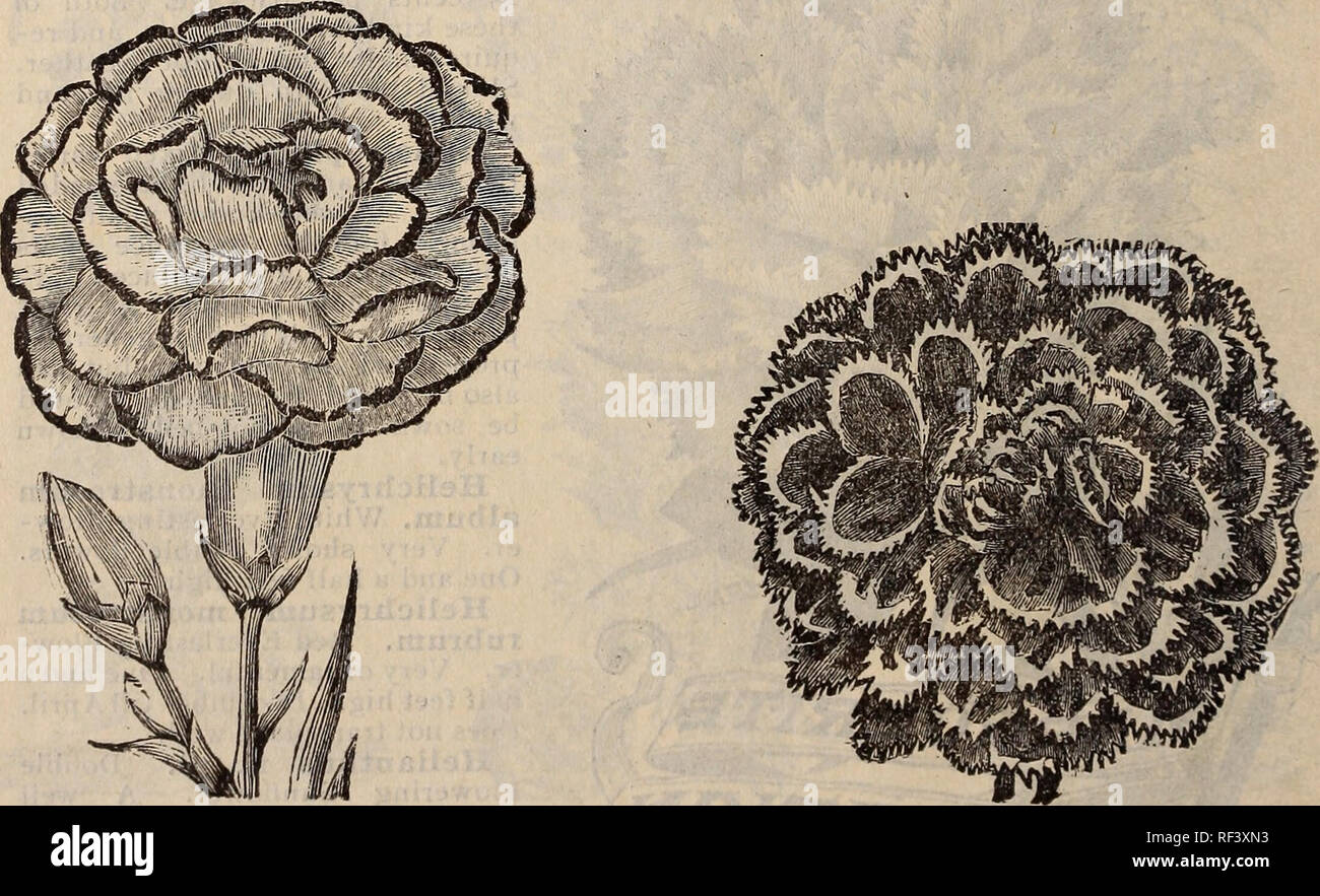 Picotee Carnation High Resolution Stock Photography And Images Alamy