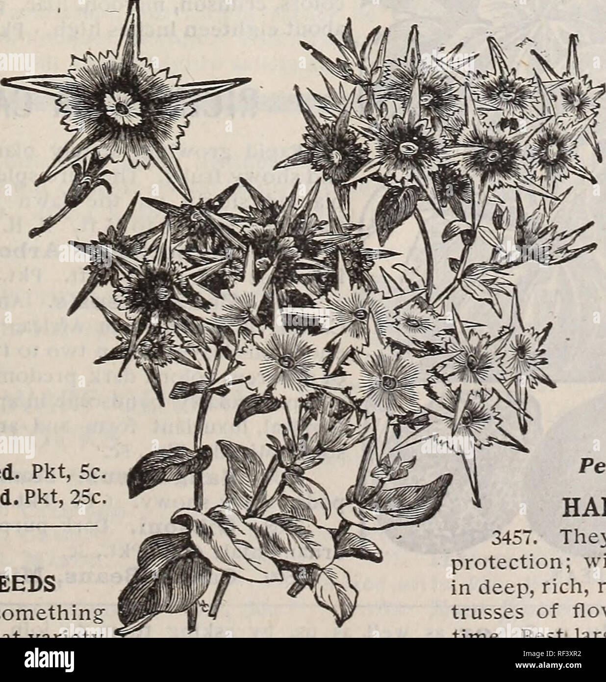. Novelties and specialties for 1897. Nursery stock Illinois Chicago Catalogs; Seeds Varieties Catalogs; Flowers Seeds Catalogs; Bulbs Plants Catalogs; Flowering shrubs Catalogs. TYPES OF PHLOX DRUMMONDI. PORTULACCA. (rose moss.) This is undoubtedly one of the neatest and best adapted little annuals for rock work, baskets or beds. If sown in sunny places it will bloom in great profusion, and the flowers of the double sorts remain open all day. 6 inches. H. A. 3212. Single White. Pkt., 3c. 3213. &quot; Pink. &quot; 3c. 3214. &quot; Scarlet. &quot; 3c. 3219. &quot; Yellow. &quot; 3c. 3220. &quot Stock Photo