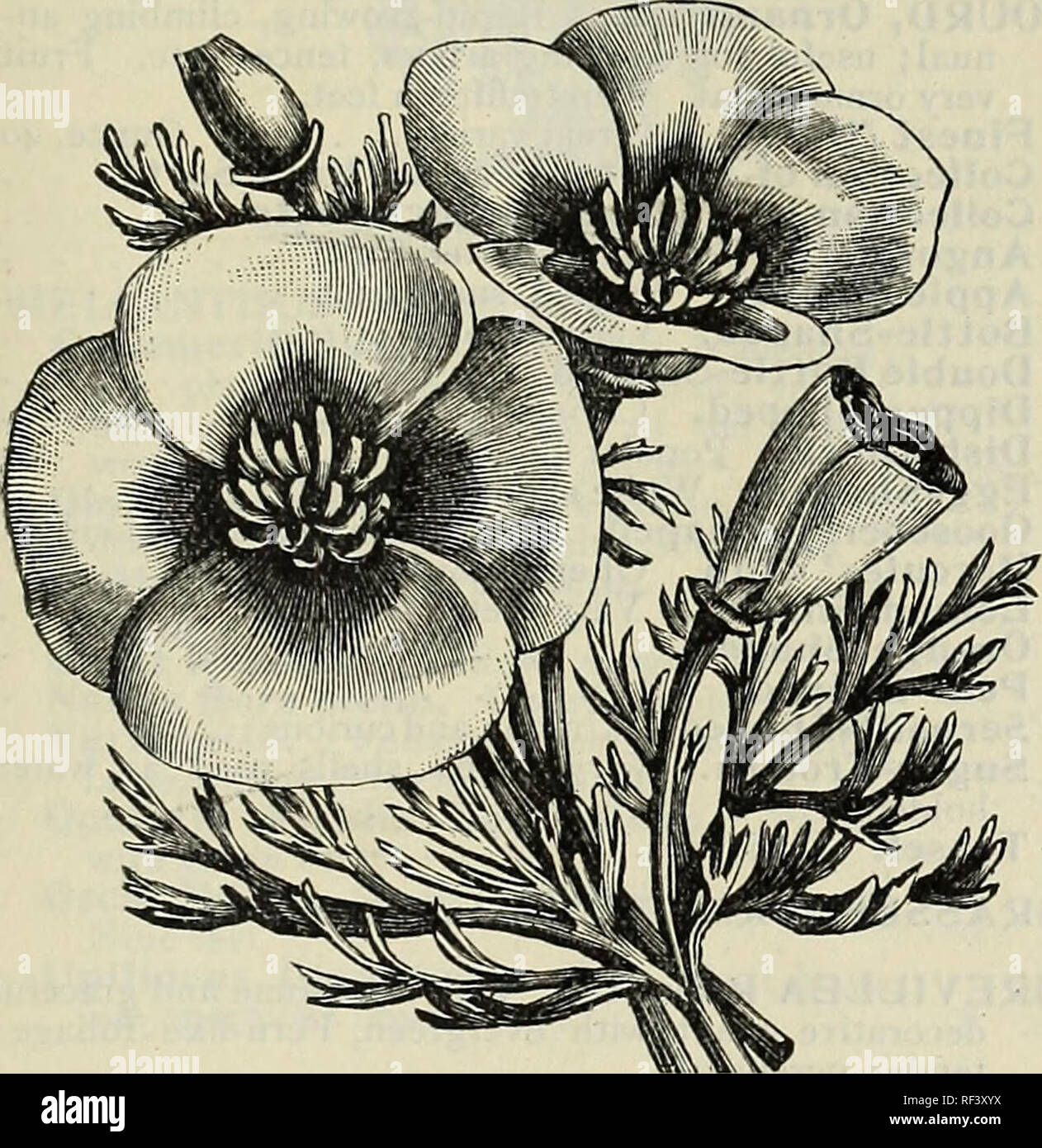 . Reliable seeds : plants, bulbs, fertilizers, tools, etc.. Nursery stock Massachusetts Boston Catalogs; Flowers Seeds Catalogs; Plants Ornamental Catalogs; Agriculural implements Catalogs. R. &amp; /. FARQUHAR &amp;» CO.'S SEED CATALOGUE. 39 No. 3535 354o 3545 355o 3555 3560 3565 357o 3575 358o 3585 359o Pkt. ERIGERON Aurantiacus. Beautiful, bright orange, hardy border perennial. One foot . .10 Glabellus. Purple, yellow disk. Three-fourths foot .05 Erinus Albus. Pure white; hardy Alpine plant. One-half foot 15 Carmineus. Carmine; very free blooming 15 ERITRICHIUM Nothofulvum. Handsome hardy a Stock Photo