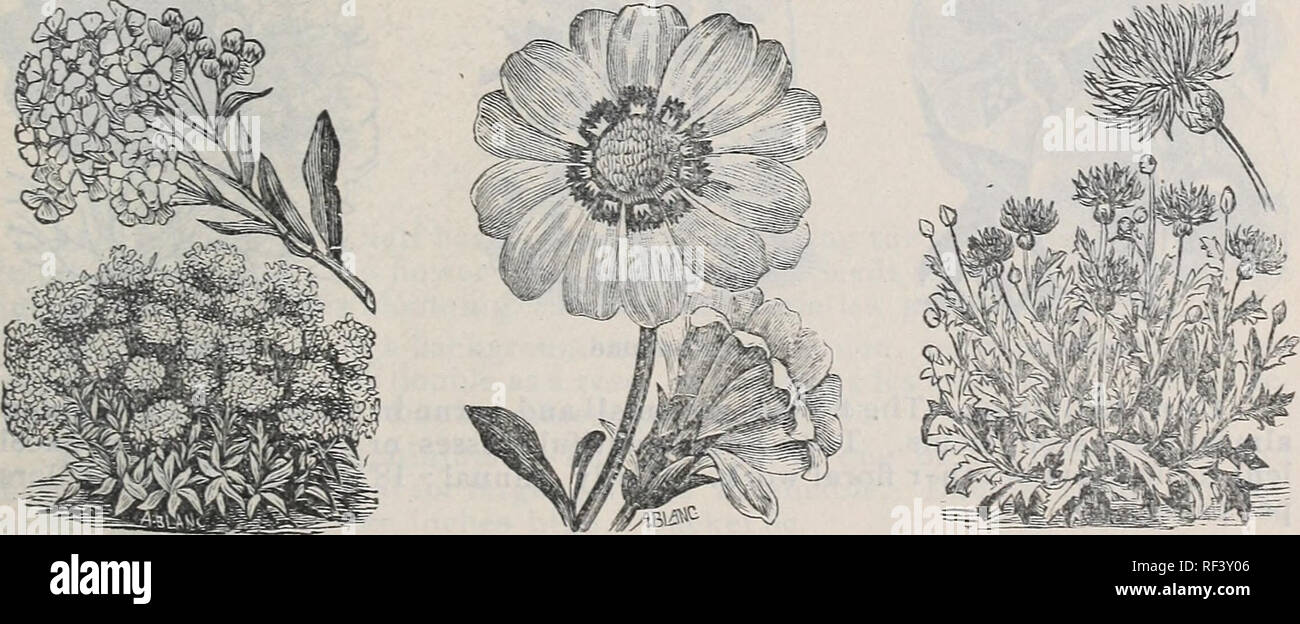 Livingston S Annual Catalogue 1896 Classic Rep Garden Field Lawn Flower Seeds