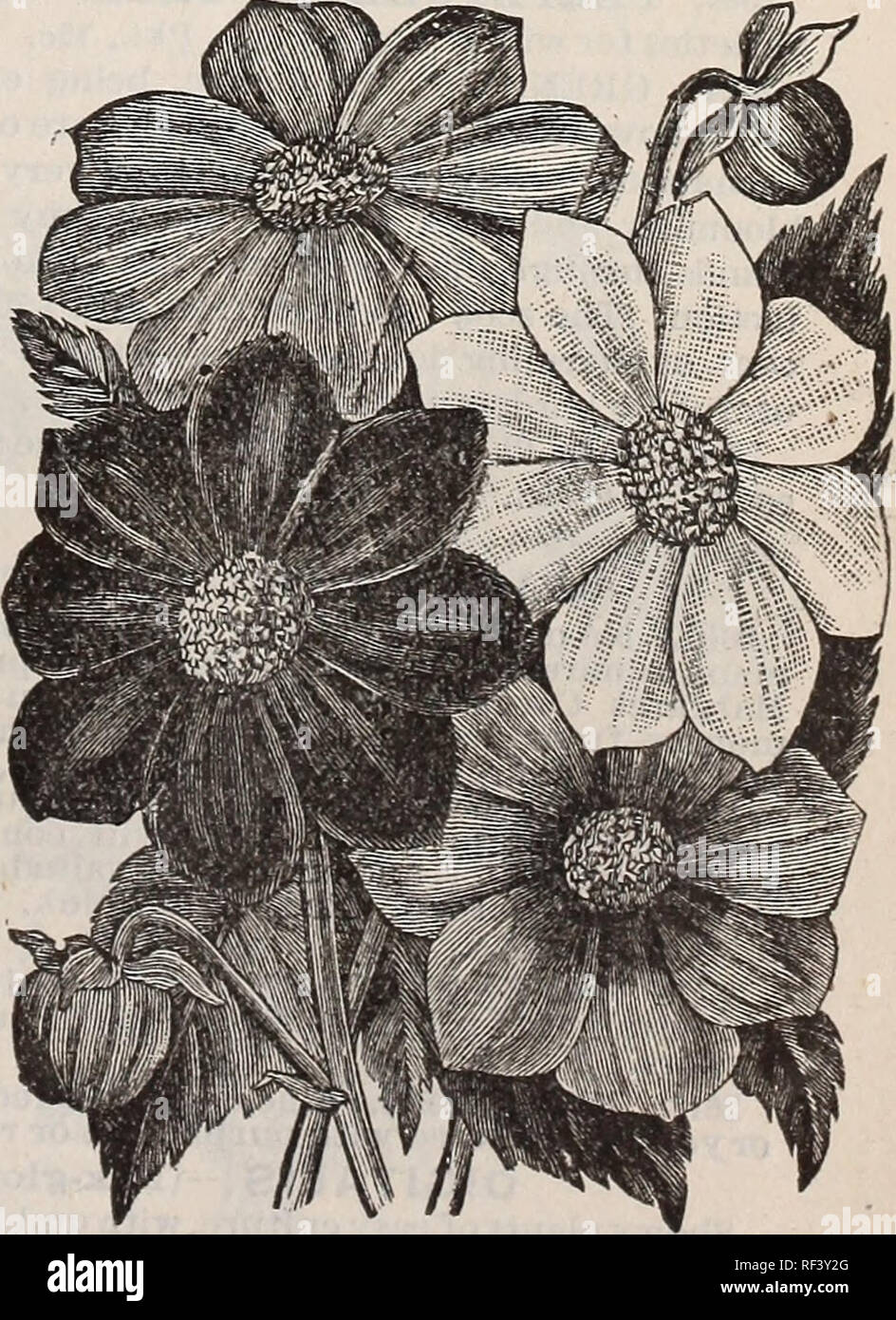 . Novelties and specialties for 1897. Nursery stock Illinois Chicago Catalogs; Seeds Varieties Catalogs; Flowers Seeds Catalogs; Bulbs Plants Catalogs; Flowering shrubs Catalogs. Almost everyone admires the Dahlia and we yearly sell thousands of tubers and pot plants of it. Few seem aware that it can be grown easily from seed and will bloom the first season. 2 to 4 ft. H. H. P. 2524. Large-flowering- Double. Sure to produce some splendid flowers being saved from extra choice sorts. Pkt., 10c. 2525. Pompone Double. From selected small flowers, extra choice mixed. Pkt., 10c. 2526. Single Mixed.  Stock Photo