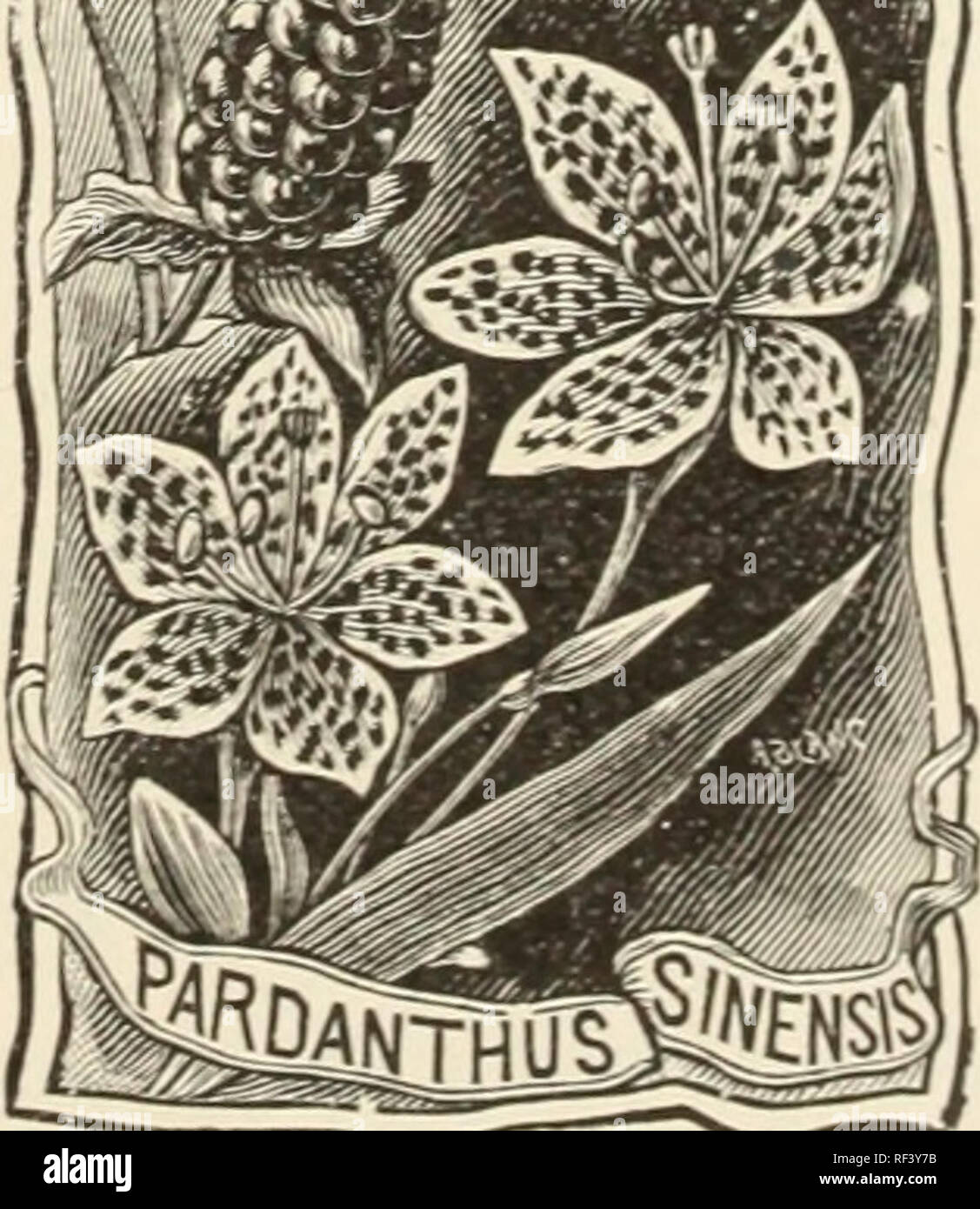 . Catalog of hardy perennials shrubs, vines, roses, hedge plants