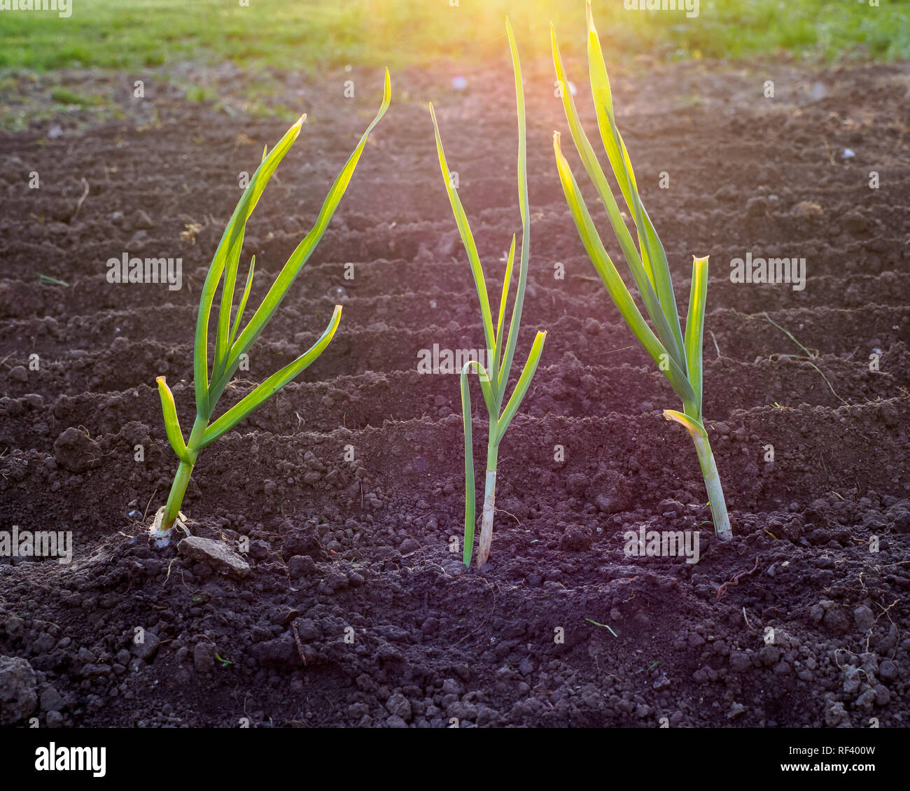 Sun light and green onions hi-res stock photography and images - Alamy