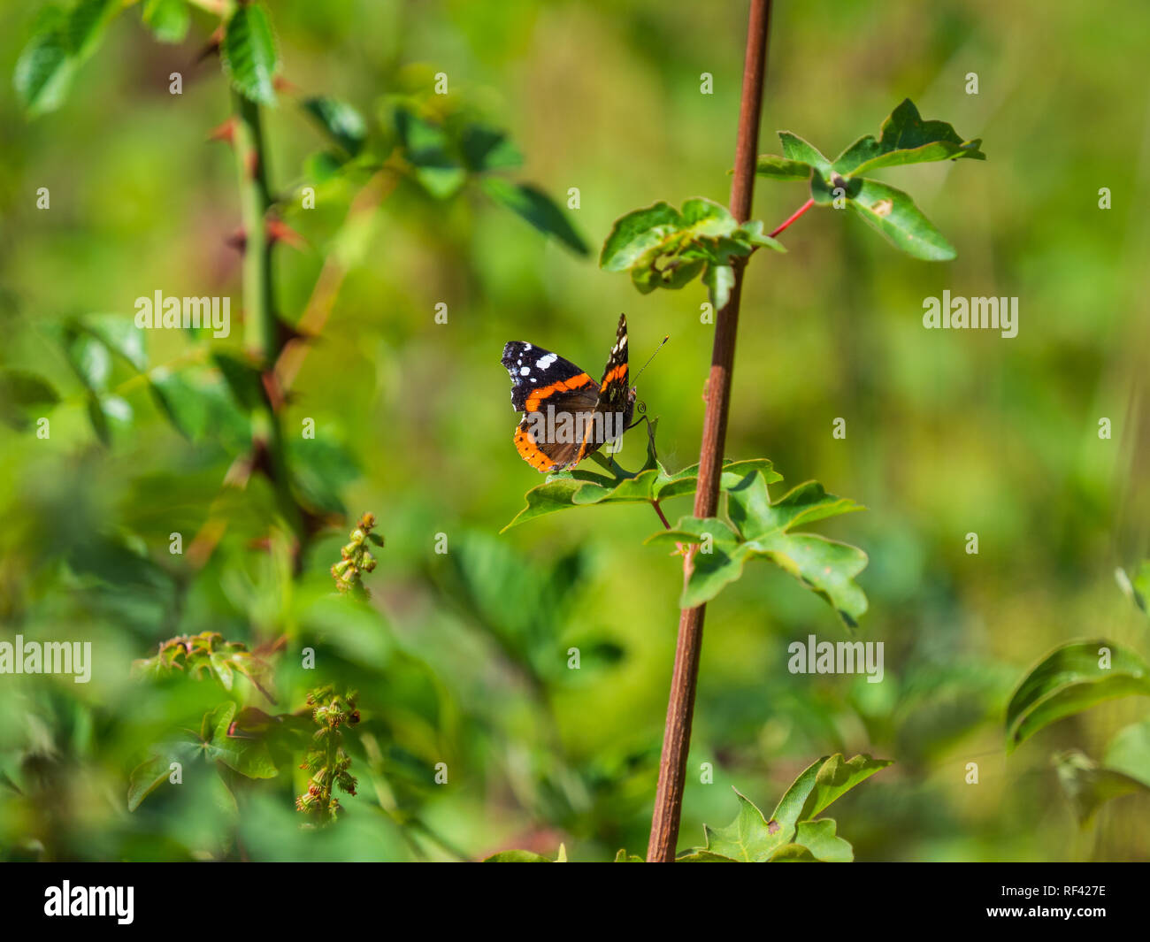 European peacock butterfly ( Aglais io Stock Photo - Alamy