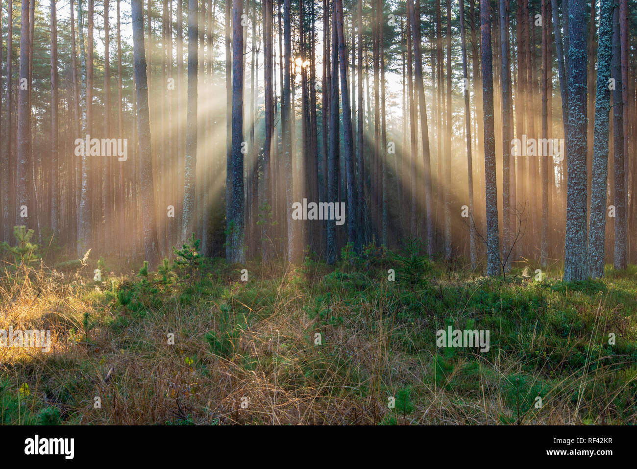 natural sun light rays shining through tree branches in summer morning ...