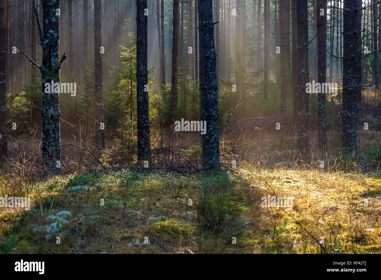 natural sun light rays shining through tree branches in summer morning ...