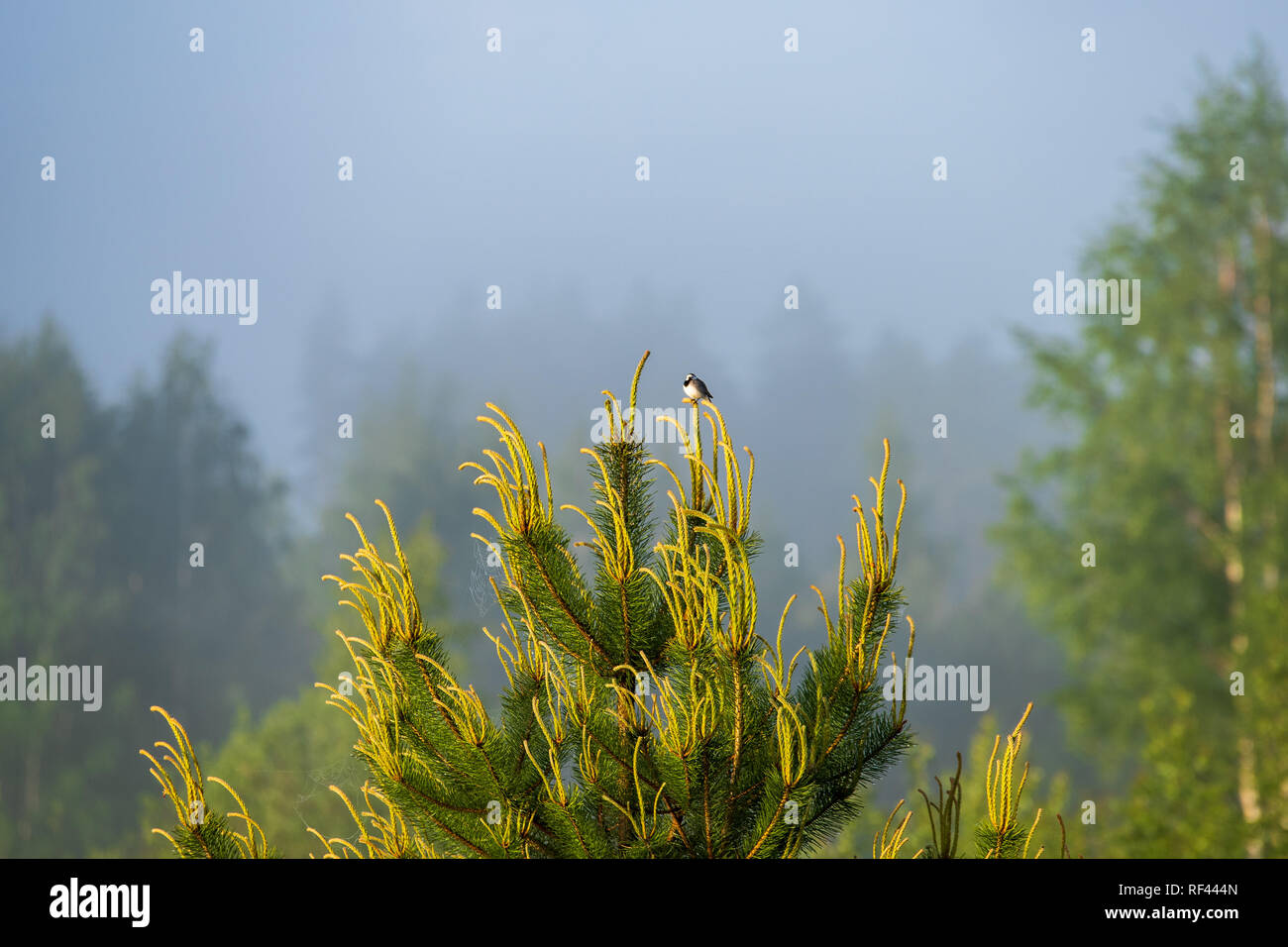 misty morning by the lake with blue sky, wet grass and mist reflections ...