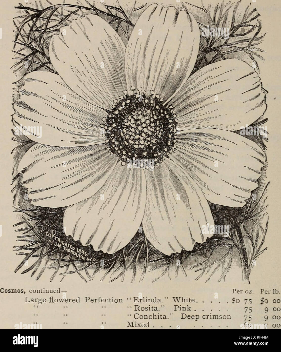 . 1898 wholesale price-list of garden, flower, tree, agricultural and herb seeds : also, a select list of gladioli and other spring bulbs. Nursery stock New York (State) New York Catalogs; Flowers Catalogs; Bulbs (Plants) Catalogs; Vegetables seeds Catalogs; Plants Ornamental Catalogs; Trees Seedlings Catalogs. 6o THORBURX'S WHOLESALE PRICE-LIST.. &quot;Tints Of Dawn.&quot; White ground, flushed pink ; of various forms. Very beautiful 150 Giant Early-flowering New Fancy- Red . . ) . i . 1 50 p-nk f Immense flowers, 4 to 5 inches  white'.'. j in diameter- I;; 150 Mixed. Superb mixture, in ever Stock Photo