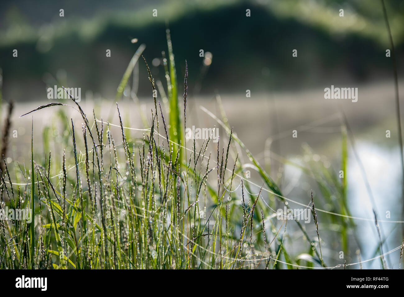 misty morning by the lake with blue sky, wet grass and mist reflections ...