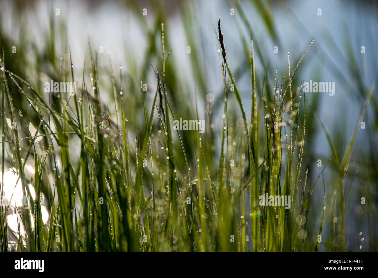 misty morning by the lake with blue sky, wet grass and mist reflections ...