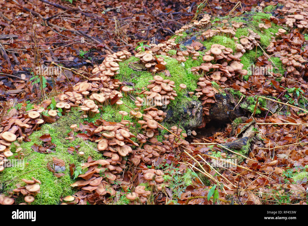honey fungi or Armillaria ostoyae in autumn forest Stock Photo