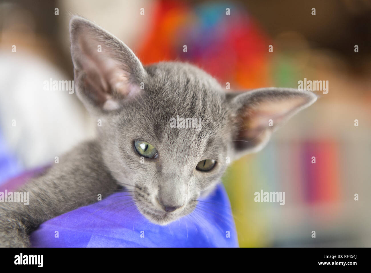 Close Up Blue Oriental Shorthair Kitten Stock Photo 233046482 Alamy
