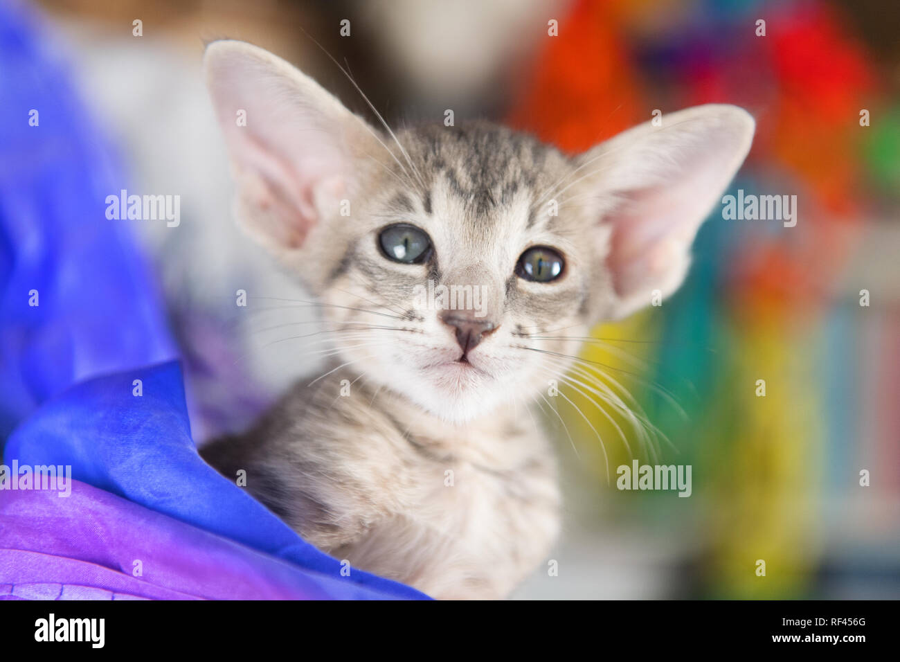 Close Up Blue Oriental Shorthair Kitten Stock Photo 233046536 Alamy