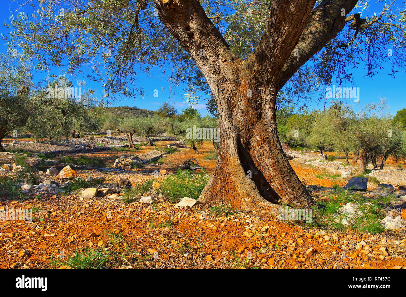 olive grove,  typical landscape in Spain, Europe Stock Photo
