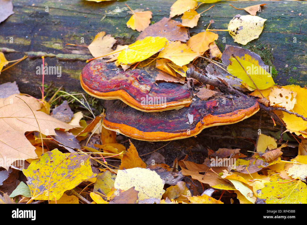 red belt conk or Fomitopsis pinicola in autumn forest Stock Photo