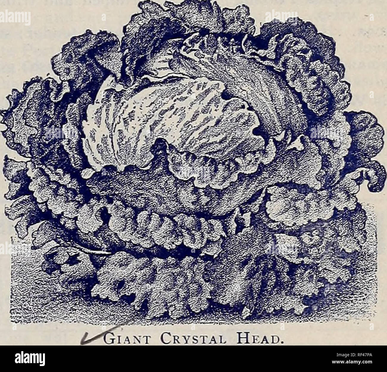 . The Geo. A. Weaver Co's seed catalogue 1902. Nursery stock Rhode