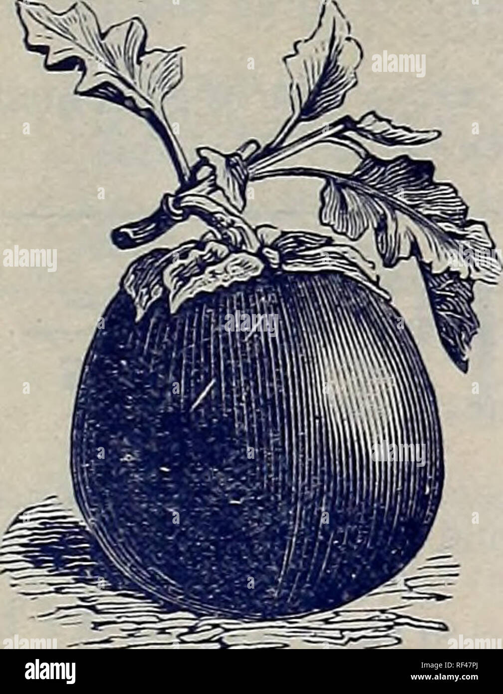 . The Geo. A. Weaver Co's seed catalogue 1902. Nursery stock Rhode