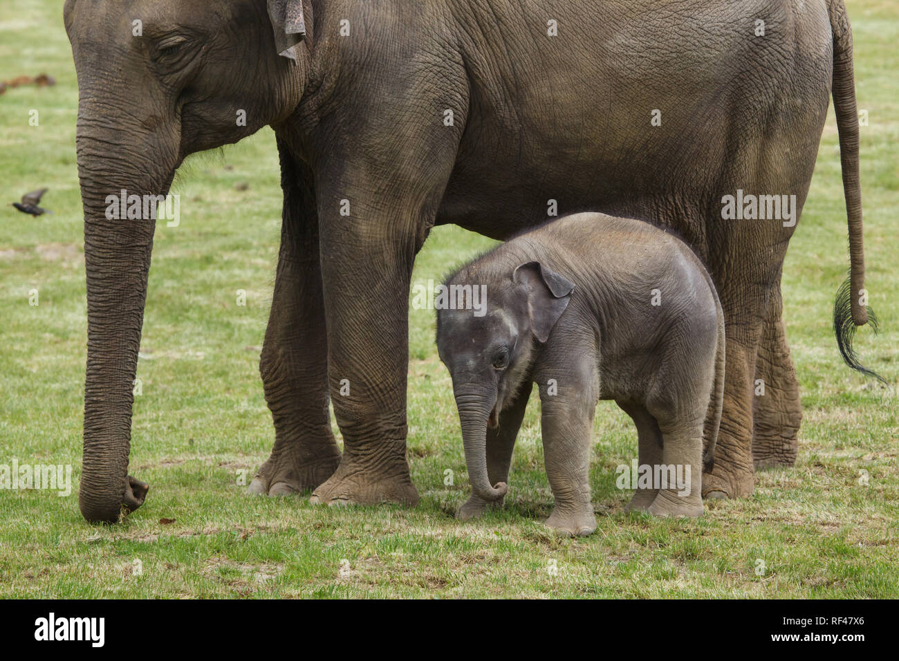 One-month-old Indian elephant (Elephas maximus indicus) named Maxmilian with his mother Janita at Prague Zoo, Czech Republic. The baby elephant was born on April 5, 2016, to the elephant female Janita as the first baby elephant not only born but also conceived at Prague Zoo. Stock Photo