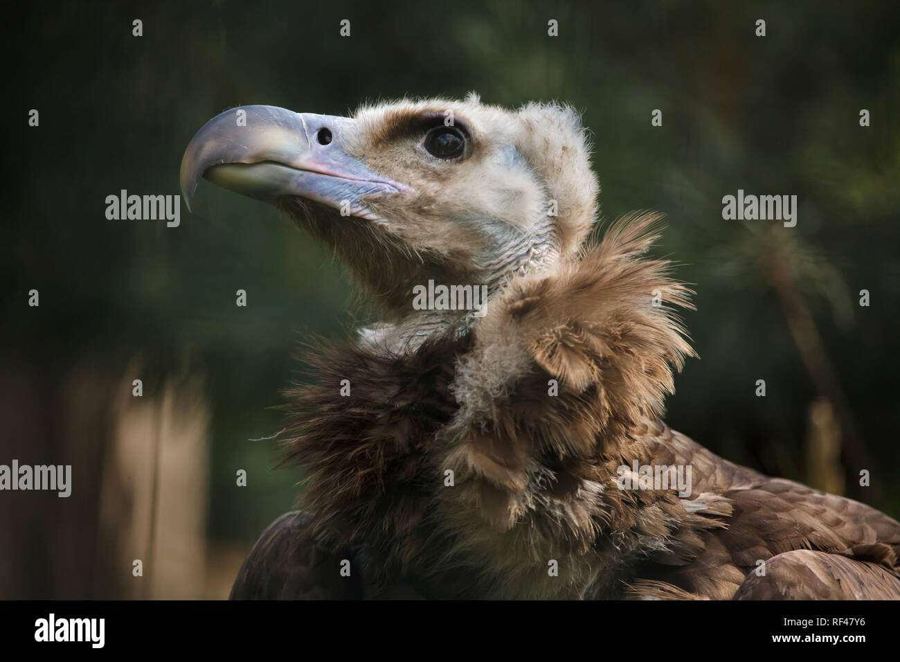 Cinereous vulture (Aegypius monachus), also known as the Eurasian black ...