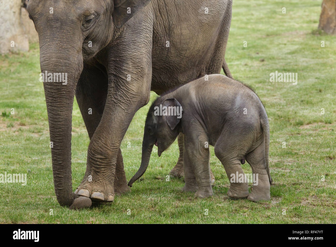 One-month-old Indian elephant (Elephas maximus indicus) named Maxmilian with his mother Janita at Prague Zoo, Czech Republic. The baby elephant was born on April 5, 2016, to the elephant female Janita as the first baby elephant not only born but also conceived at Prague Zoo. Stock Photo
