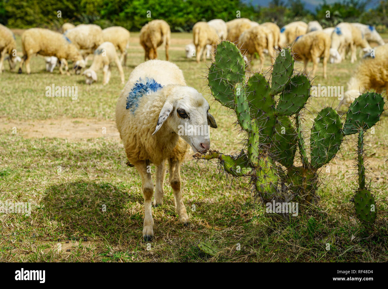Sheep on a beautiful plain meadow Stock Photo - Alamy