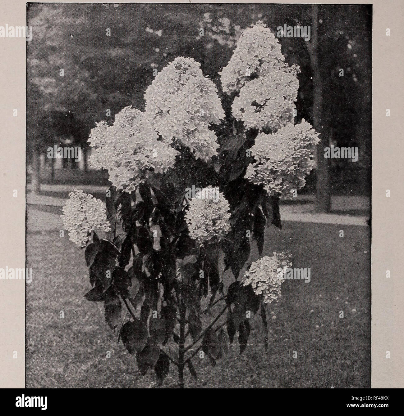 Three Dogs In A Garden Hydrangeas Care Basics Old New Varieties