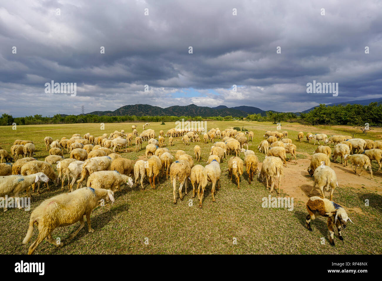 Sheep on a beautiful plain meadow Stock Photo - Alamy