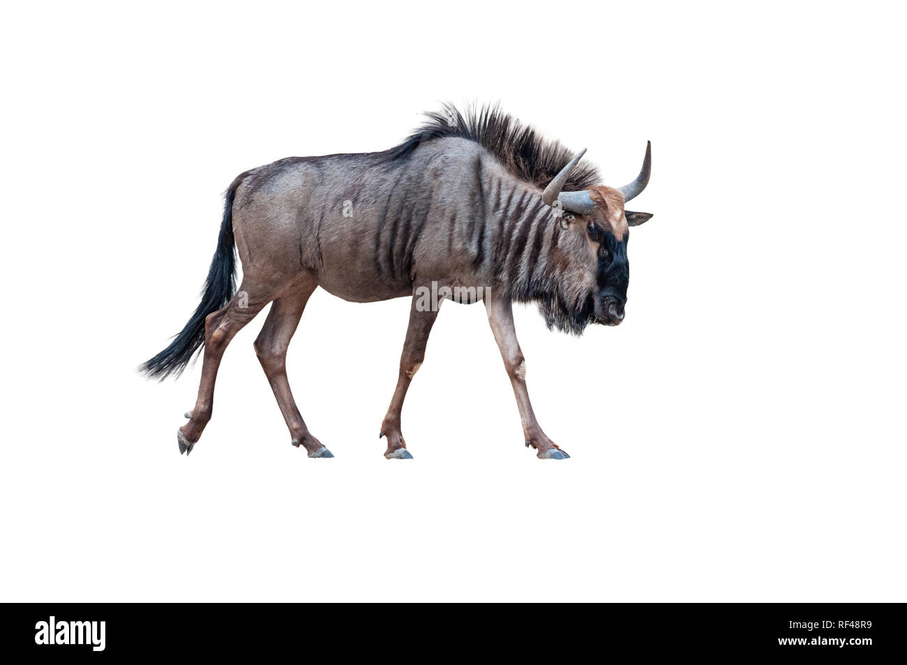 wildebeest isolated on white background Stock Photo