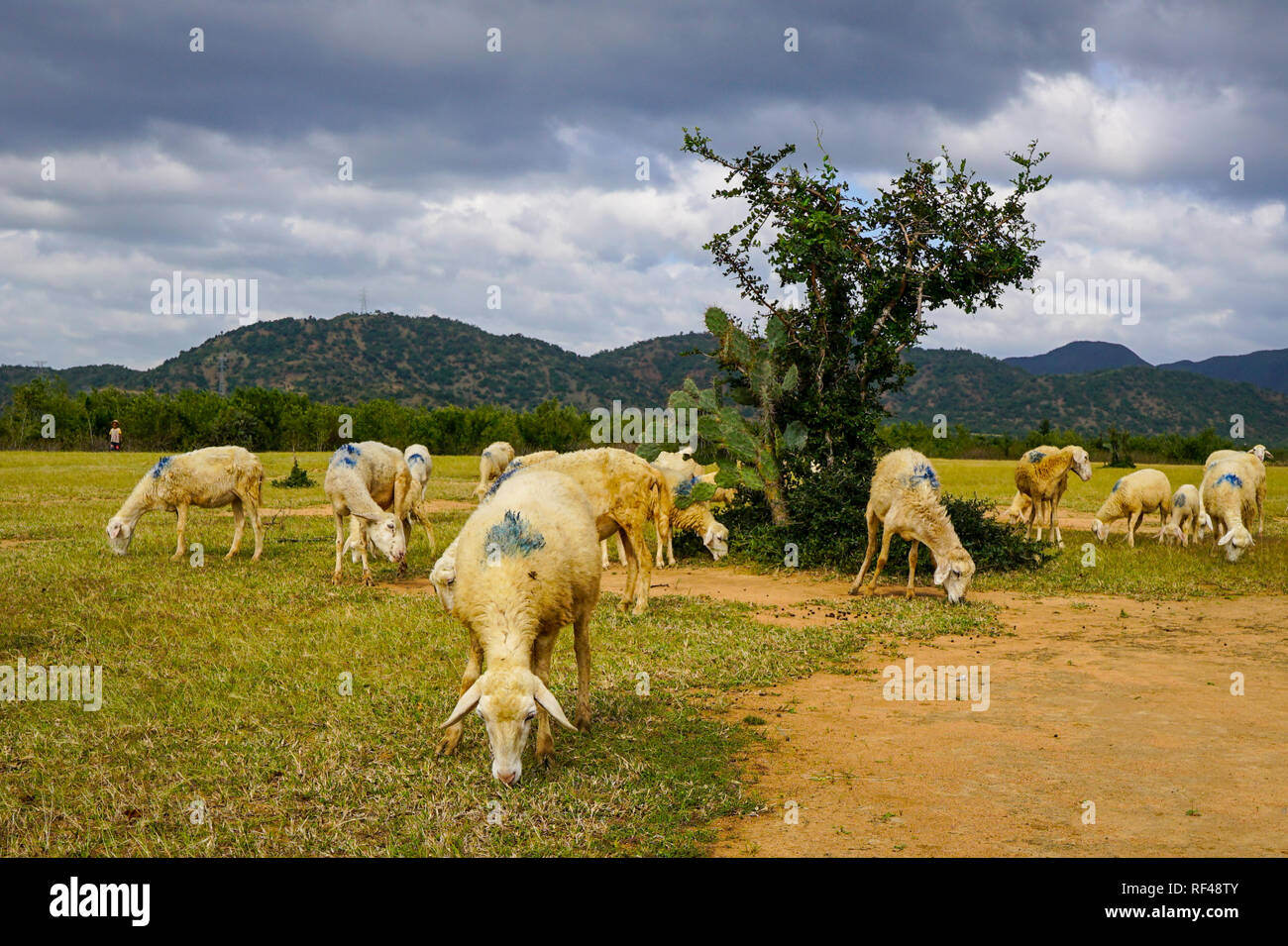 Sheep on a beautiful plain meadow Stock Photo - Alamy
