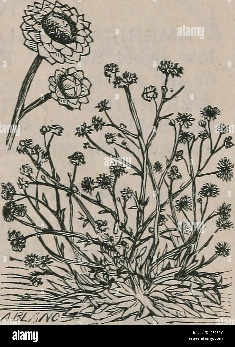 Funeral Flowers Mum High Resolution Stock Photography And Images Alamy