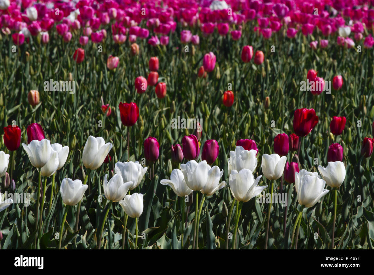 Beautiful blossoms of tulips on flower farms seen from highway on auto drive in Tasmania Stock Photo