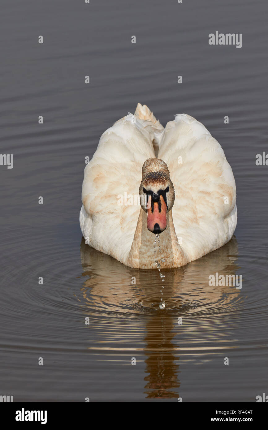 A Mute Swan (Cygnus olor), on a lake in Devon, southwest England, a very common, and protected, bird found across the UK. Stock Photo
