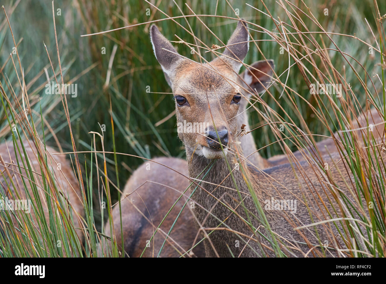 Sika deer (Cervus nippon) in the countryside of Devon, southwest England. The Sika is native to Japan, but can now be found in the UK. Stock Photo