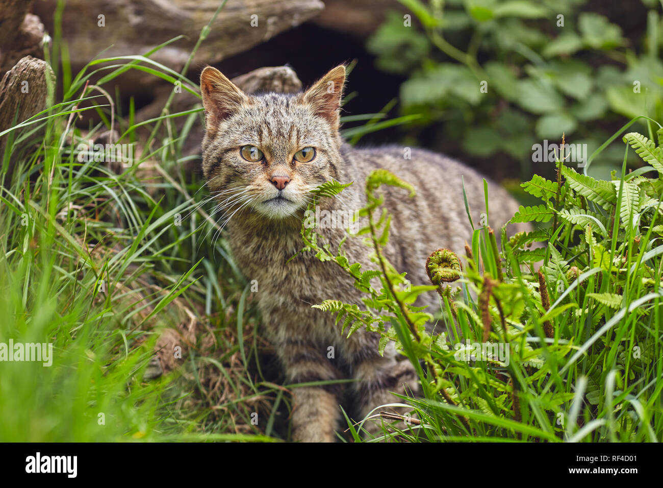 Portrait of a Scottish Wildcat, Felis silvestris silvestris, at a captive breeding centred aimed at protecting this endangered species from extinction Stock Photo