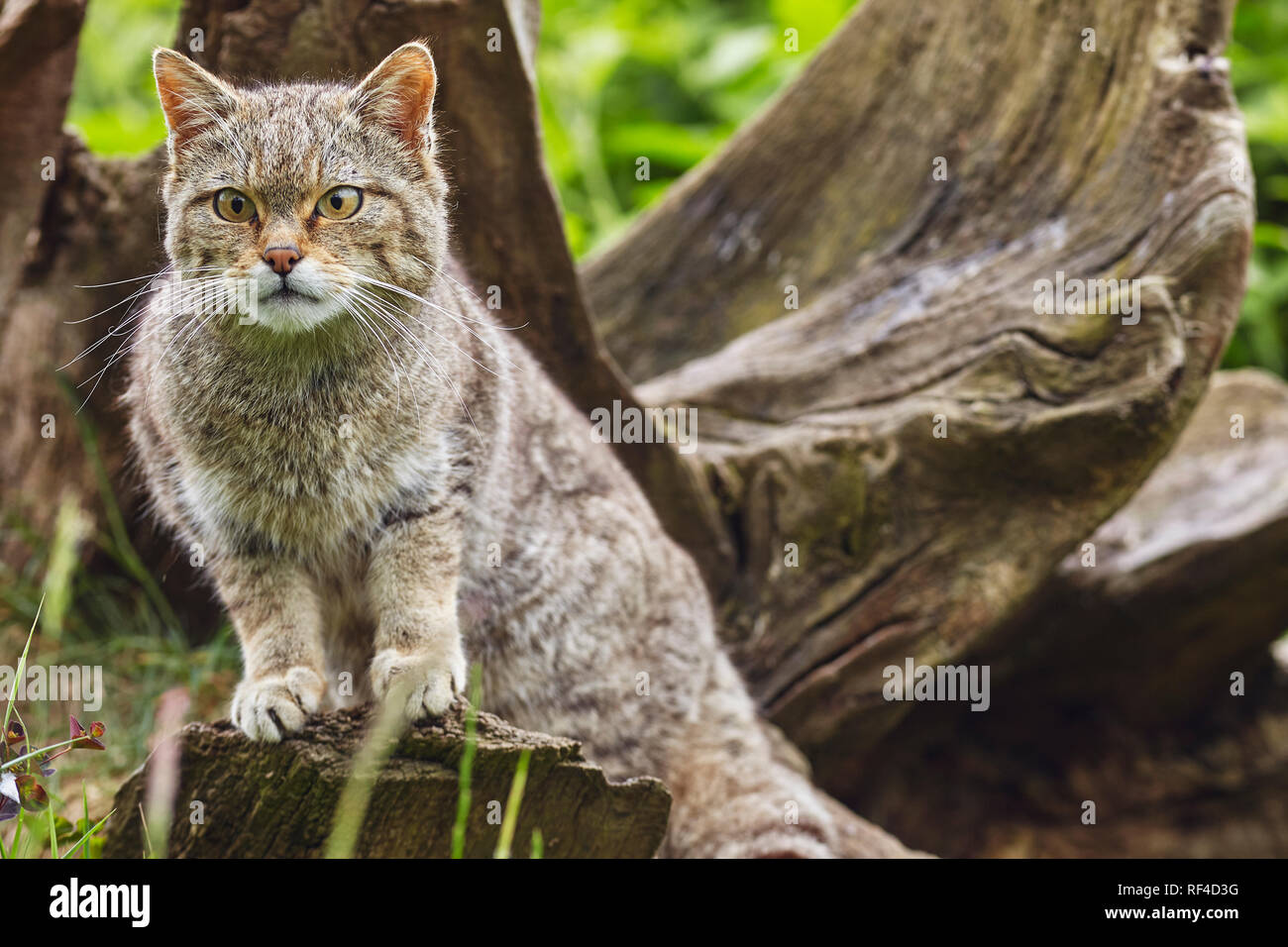 Portrait of a Scottish Wildcat, Felis silvestris silvestris, at a captive breeding centred aimed at protecting this endangered species from extinction Stock Photo