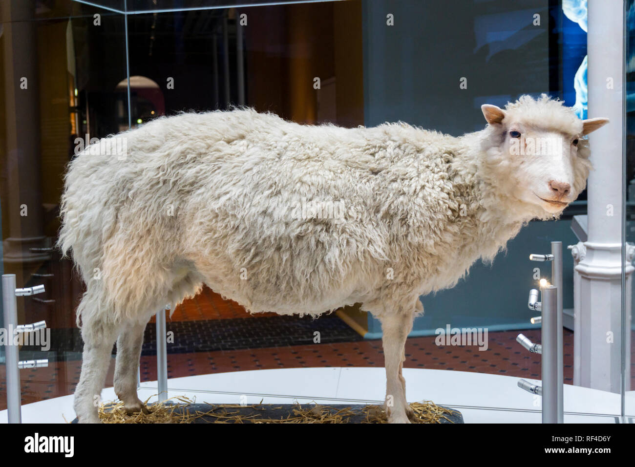 Dolly sheep museum hi-res stock photography and images - Alamy