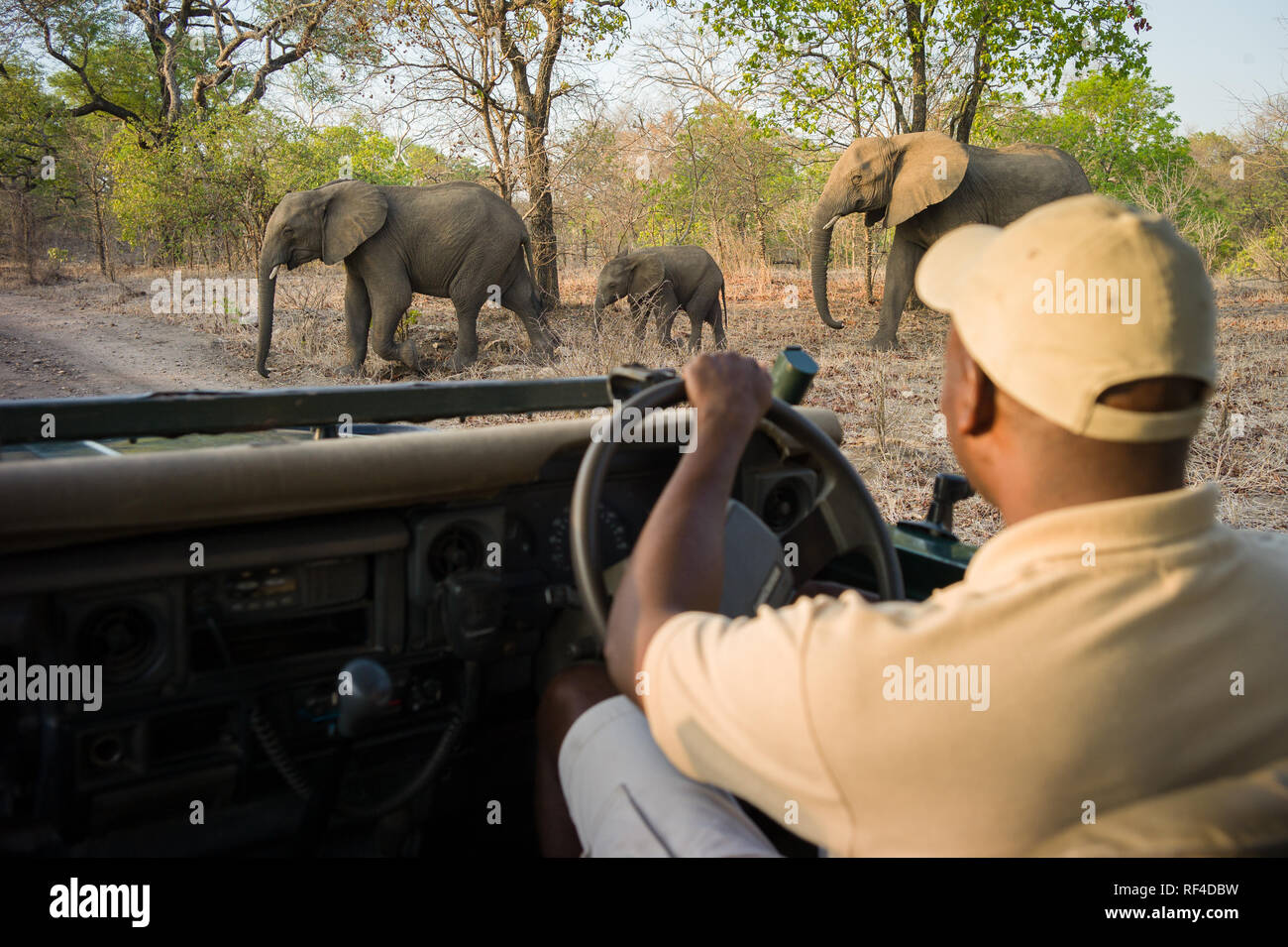 A safari guide stops his vehicle to let an elephant family, Loxodonta africana, with a young calf, cross the road in Majete Wildlife Reserve Stock Photo