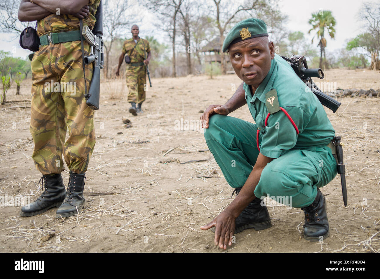 Rangers or scouts from Majete Wildlife Reserve's law enforcement team conduct field exercises to track wildlife and protect black rhino from poaching Stock Photo