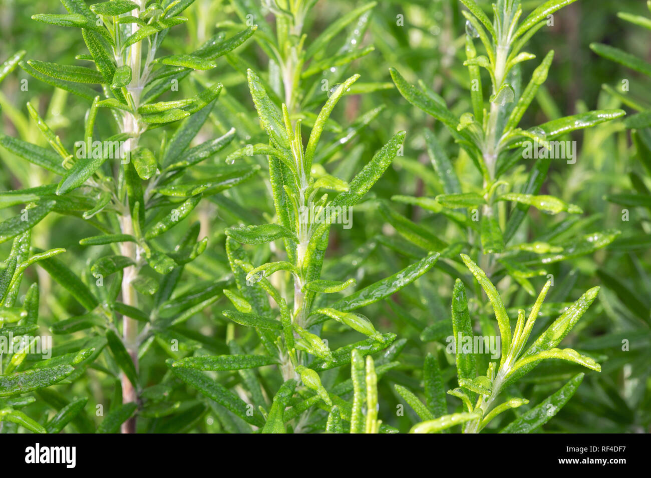 Fresh rosemary. Background of dew drops on rosemary herb. Wallpaper