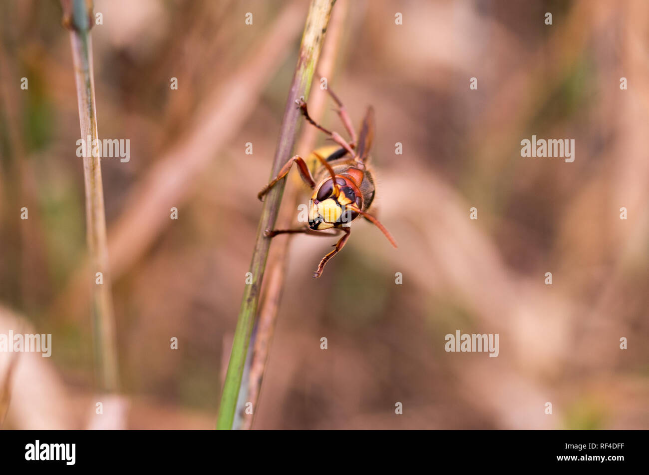 Macro photo of the hornet. Hornet head. Hornet on a straw. Front view. Stock Photo