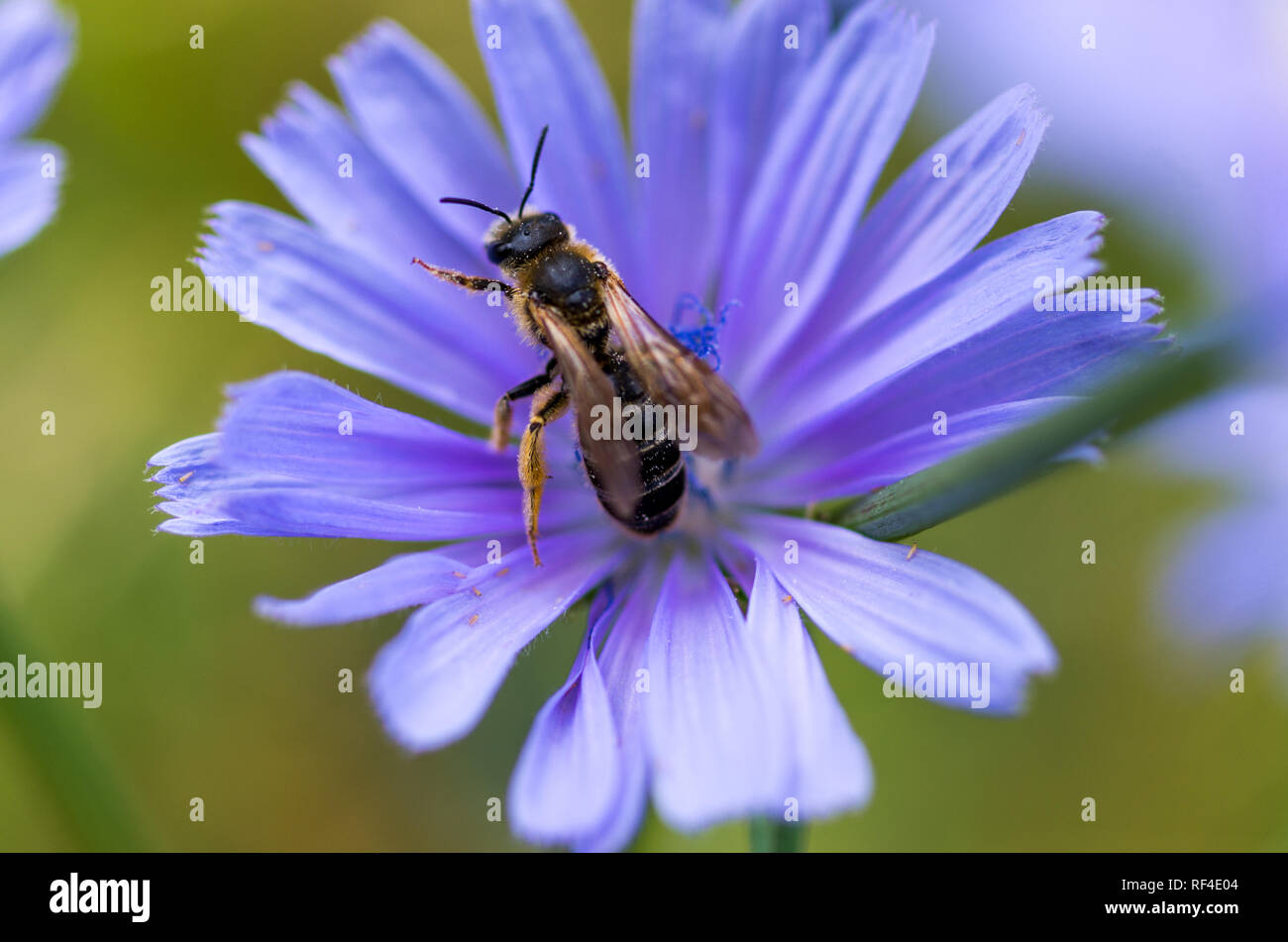 Flower bee coffee nature hi-res stock photography and images - Alamy