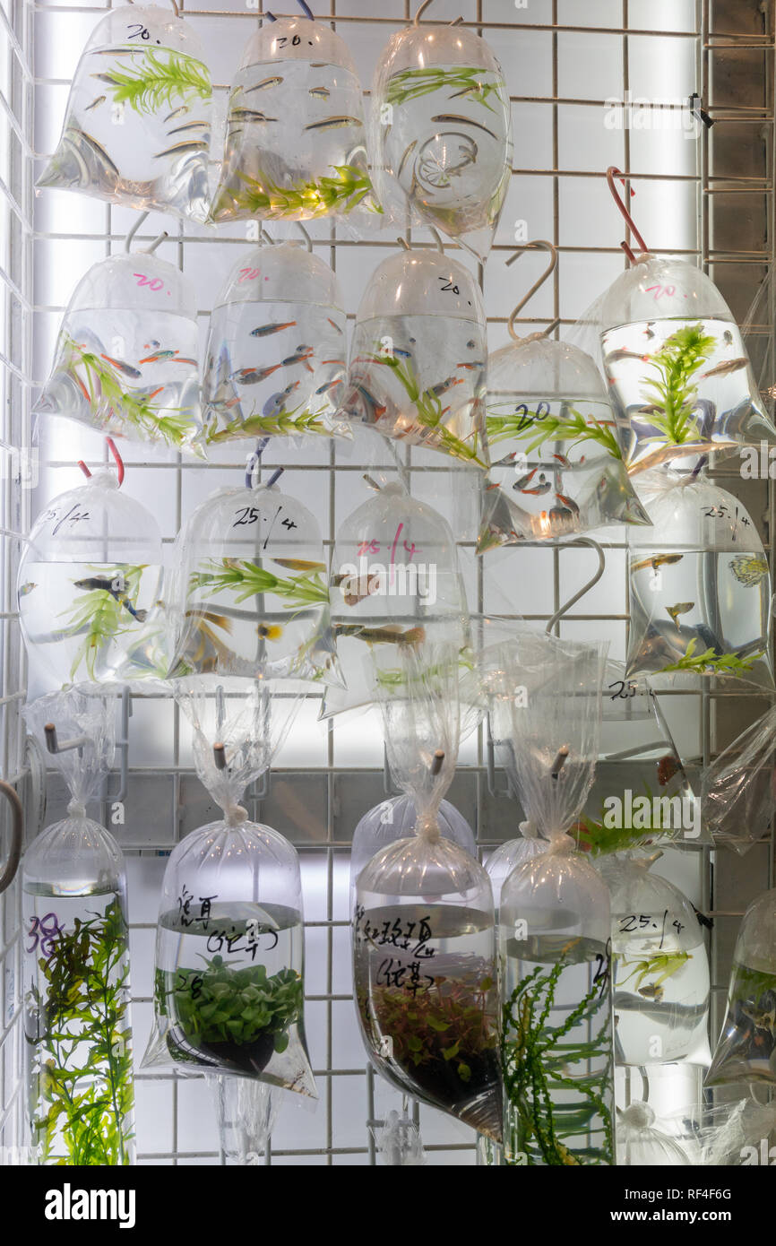 Fish Species in Bags at Pet Shop Hong Kong Stock Photo Alamy