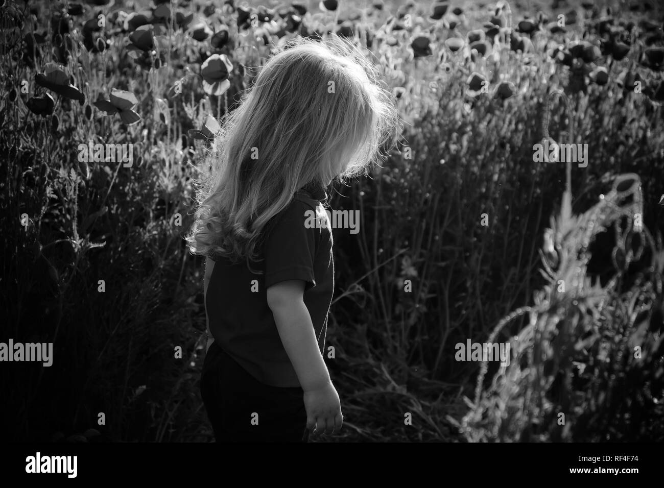 little boy or child in field of poppy seed Stock Photo - Alamy
