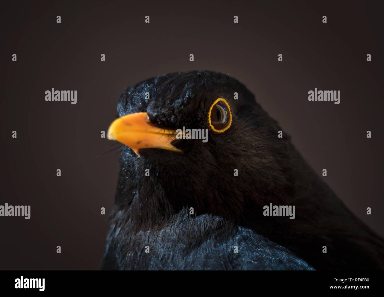 close-up portrait of male blackbird in winter in stockholm Stock Photo