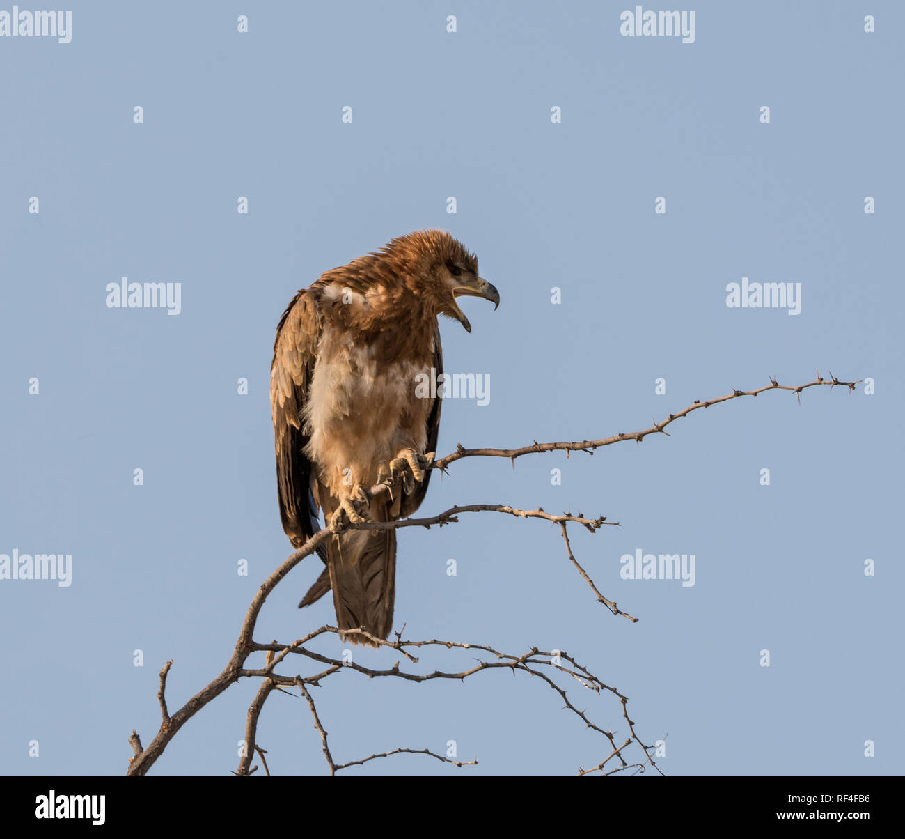 A juvenile Tawny Eagle perched in a tree in Namibian savanna Stock ...
